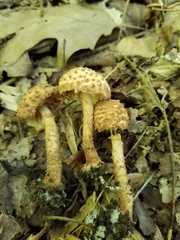 Echinoderma