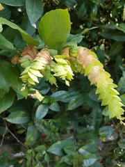 Flemingia strobilifera