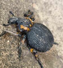 Brachycerus