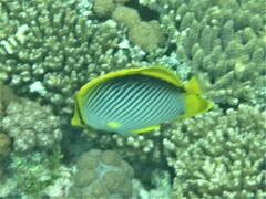 Chaetodon melannotus