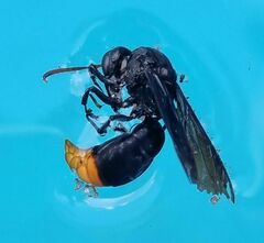 Synagris analis