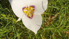 Calochortus