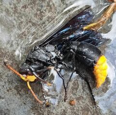 Synagris analis