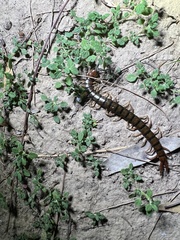 Cormocephalus