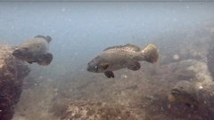 Epinephelus lanceolatus