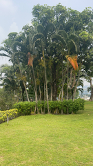 Dypsis lutescens