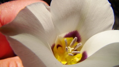 Calochortus