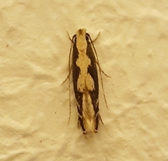 Plutellidae