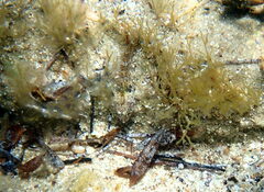 Helcogramma decurrens