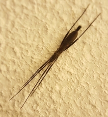 Styringomyia
