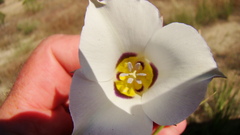 Calochortus