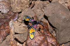 Chrysocale principalis