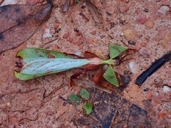 Pulchriphyllium abdulfatahi