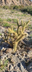 Cylindropuntia fulgida