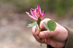 Bauhinia variegata