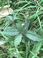 Handroanthus chrysotrichus