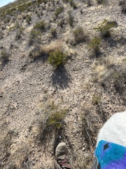 Larrea tridentata