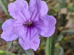 Ischiodon scutellaris