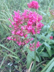 Centranthus ruber