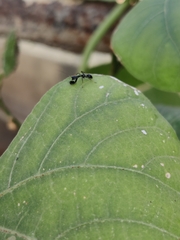 Odontomantis planiceps