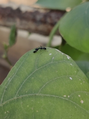 Odontomantis planiceps