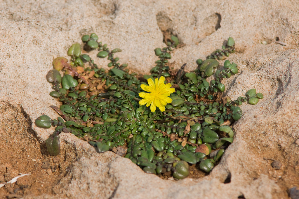 Taraxacum aphrogenes