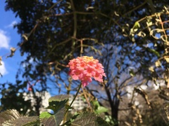 Lantana × strigocamara