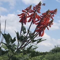 Erythrina humeana