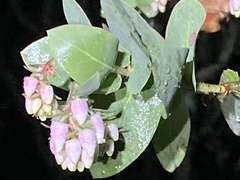 Arctostaphylos pallida