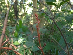 Erythrorchis altissima
