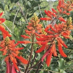 Erythrina humeana
