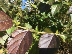 Lantana × strigocamara