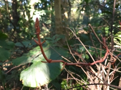 Erythrorchis altissima