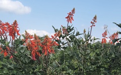 Erythrina humeana