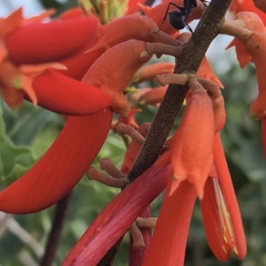 Erythrina humeana