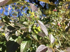 Lantana × strigocamara