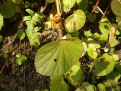 Begonia hirtella