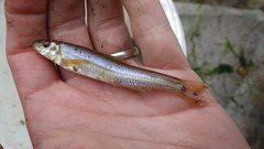 Phenacobius mirabilis