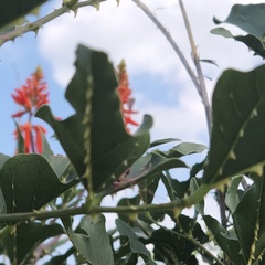 Erythrina humeana