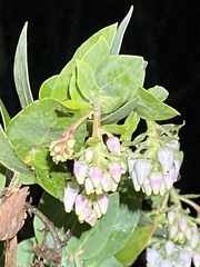 Arctostaphylos pallida