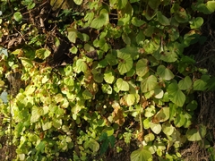 Begonia hirtella