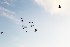 Eupsittula canicularis