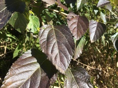 Lantana × strigocamara