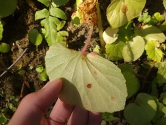 Begonia hirtella
