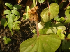 Begonia hirtella
