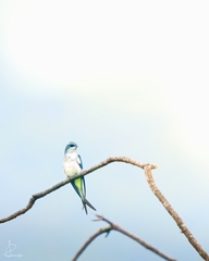 Hemiprocne longipennis