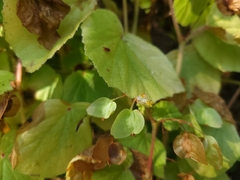 Begonia hirtella