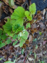 Begonia hirtella