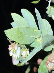 Arctostaphylos pallida