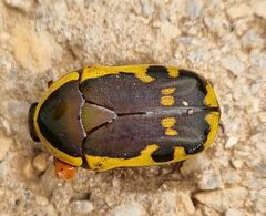 Pachnodella impressa